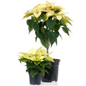 Poinsettia jaune, Etoile de Noël jaune / Euphorbia pulcherrima lutea